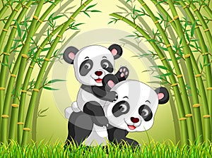 Two cute panda in a bamboo forest
