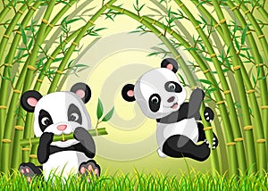 Two cute panda in a bamboo forest