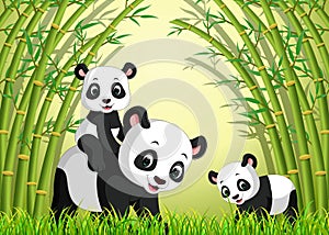 Two cute panda in a bamboo forest