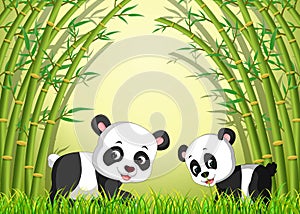 Two cute panda in a bamboo forest