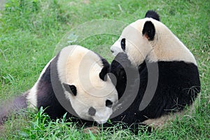 Two cute pandas