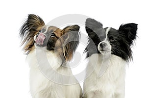 Two cute papillons portrait in a white photo studio