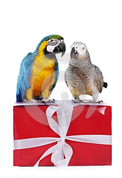 Two cute parrotts on gift box