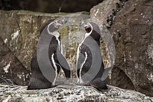 Two cute penguins at zoo in Berlin