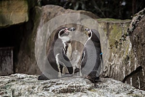 Two cute penguins at zoo in Berlin