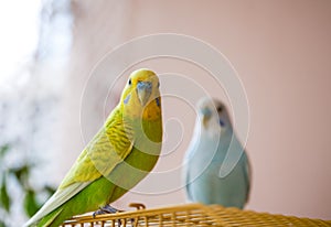 Two cute pet parrots, yellow-green parrot and blue-white parrot