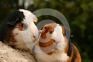 Two cute pets photo