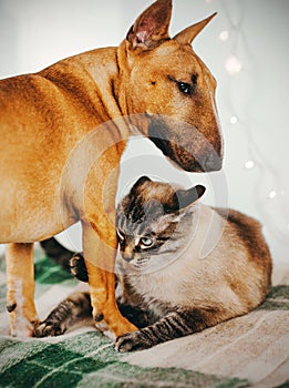 Two cute pets - a ginger bull terrier and a tabby cat play together on a plaid at home. Cat and dog are friends