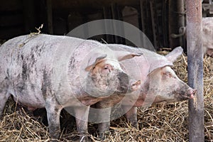 Two cute piglets