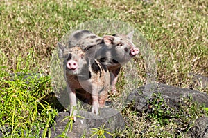 Two cute piglets