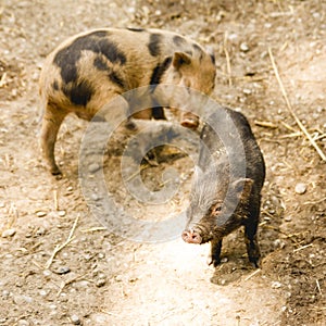 Two cute piglets on a farm. Organic farming concept