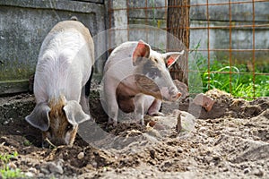 Two cute piglets playing outside