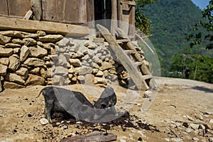 Two cute piglets in Sapa, Vietnam.