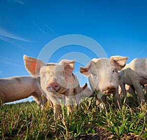 Two cute pigs photo