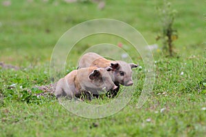 Two cute pigs