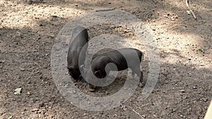 Two cute pigs living in farm sniff and dig the ground in search of something edible. Funny black little piglets snouts