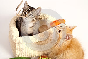 Two cute playful kittens