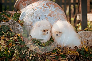 Two cute Pomeranian dogs and an amphora