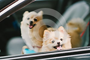 Two cute pomeranian dogs smiling on car, going for travel or outing. Pet life and family concept