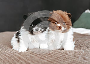 Two cute pomeranians puppies resting on bed in bedroom