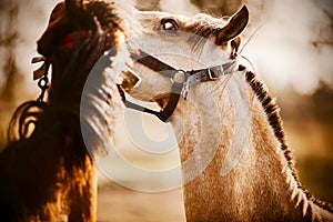 Two cute ponies play with each other. Portrait of a horse. Equestrian life