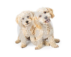 Two Cute Poodle Crossbreed Dogs on White