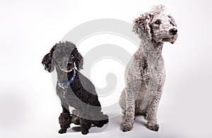 Two cute poodles