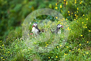 Two cute Puffins birds sitting in the flowers, Iceland