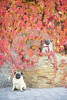 Two cute pugs dogs sit in bright autumn leaves of wild grapes