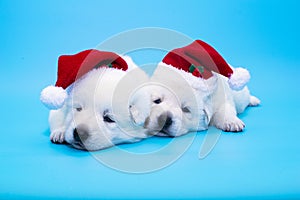 Two cute puppies with christmas hat