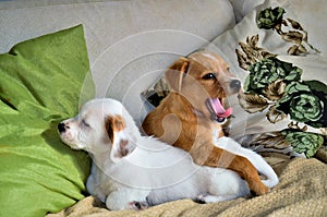 Two cute puppies on the couch resting.