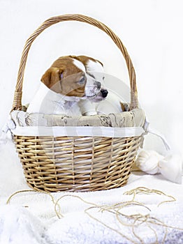 Two cute puppies jack russell terrier play in a basket on a white background