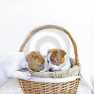 Two cute puppies jack russell terrier play in a basket on a white background