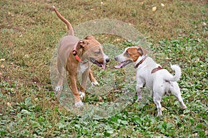 Two cute puppies are playing on the autumn park. Jack russell terrier and american staffordshire terrier. Pet animals