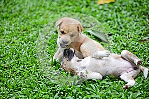 Two cute puppies playing in the garden on grasses.