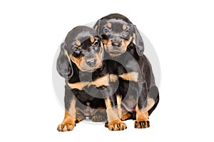 Two cute puppies slovakian hund sit cuddled up to each other