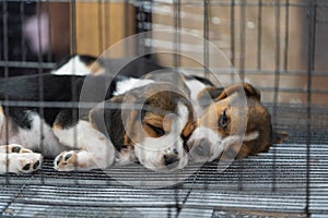 Two cute puppy beagle puppies sleeping in a cage in the animal store