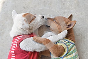 Two cute puppy wearing shirt sleeping due the cold weather.