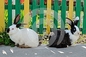 Two cute rabbits on background of yellow-green fence and red tulips