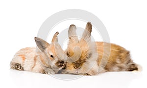 Two cute rabbits in front. isolated on white background