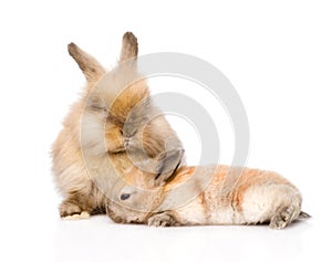 Two cute rabbits. isolated on white background