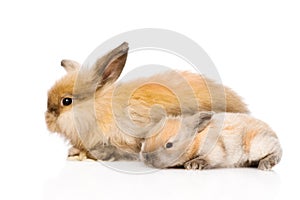 Two cute rabbits in profile. isolated on white background