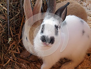 Two cute rabbits are sitting pressed against each other. White and beige rabbit are sitting on the hay