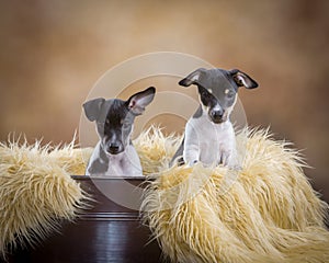 Two cute Rat Terrier puppies