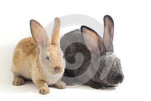 Two Cute red brown and gray rex rabbits isolated on white