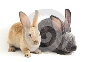 Two Cute red brown and gray rex rabbits isolated on white