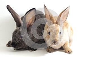 Two Cute red brown and gray rex rabbits isolated on white