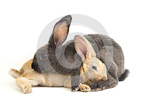 Two Cute red brown and gray rex rabbits isolated on white