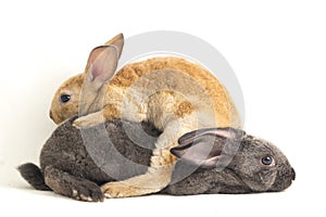 Two Cute red brown and gray rex rabbits isolated on white background