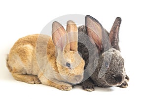 Two Cute red brown and gray rex rabbits isolated on white background